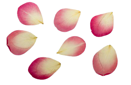Dried Rose Petals Manufacturer,Dried Rose Petals Exporter